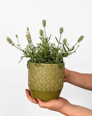 Bílá levandule (Lavandula angustifolia 'Alba') (M)