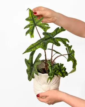 Alokázie 'Jacklyn' (Alocasia tandurusa) (M)