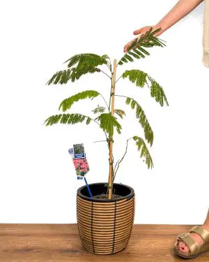 Albízie růžová 'Ombrella' (Albizia julibrissin) (L)