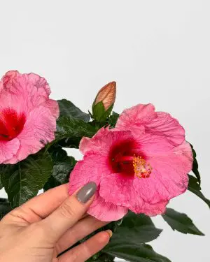 Ibišek 'Pink Dream' (Hibiscus rosa sinensis) (M)