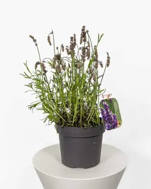 Levandule (Lavandula angustifolia) 'ZACHRAŇ MĚ' M)