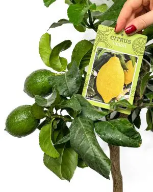Citroník (Citrus x limon) (XL)