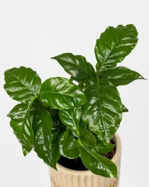 Kávovník (Coffea arabica) (M)