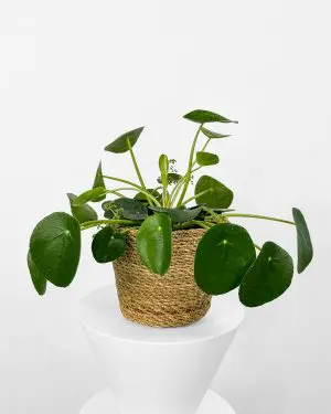Pilea peperomioides (Pilea) (M)