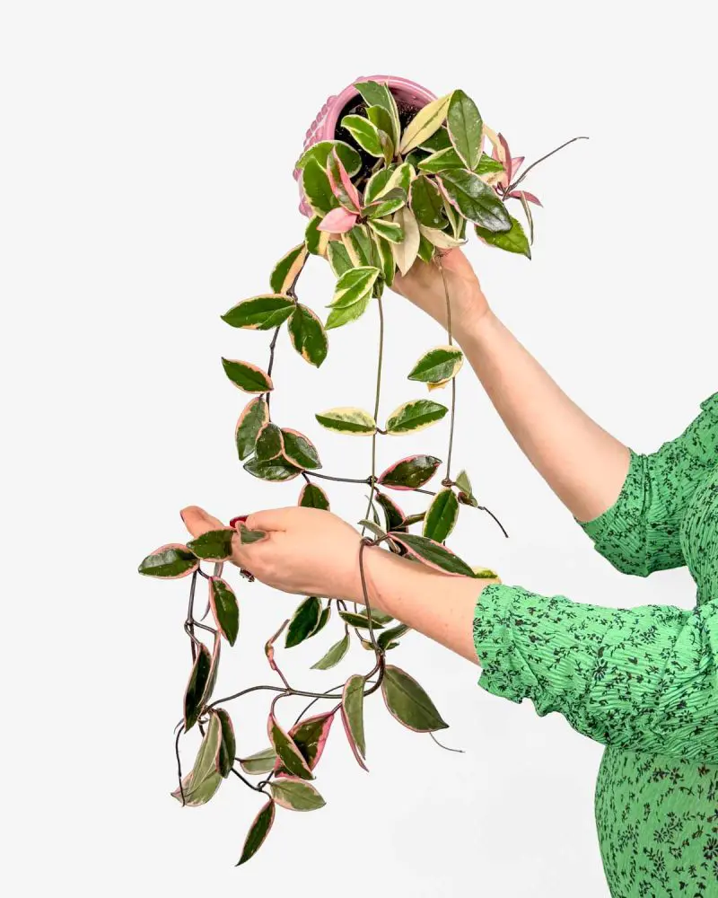 Voskovka 'Tricolor Flamingo Dream' (Hoya carnosa) (M)