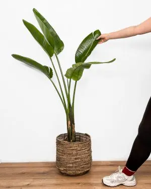 Strelitzia 'Alba' (Strelitzia nicolai) (XXL)