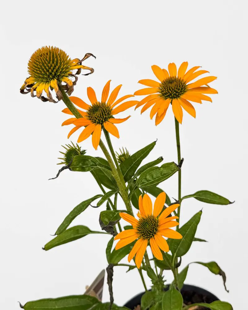 Třapatka žlutá 'Sombrero Yellow' (Echinacea) 'ZACHRAŇ MĚ' (L)