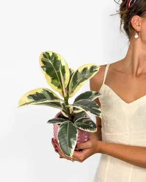 Fíkus 'Tineke' (Ficus elastica) (M)