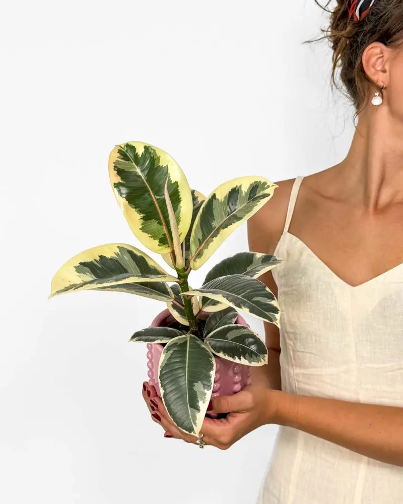 Fíkus 'Tineke' (Ficus elastica) (M)