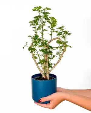Stínovka 'Ming' ve tvaru srdce (Polyscias fruticosa) (M)