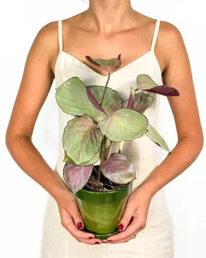 Kalátea 'Silver Plate' (Calathea roseopicta) (M)