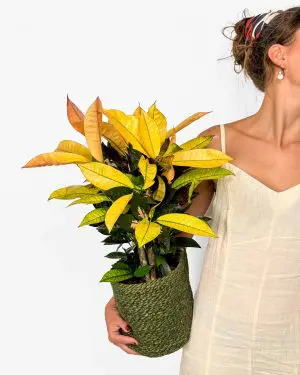 Kroton 'Mrs Iceton' (Codiaeum) (L)