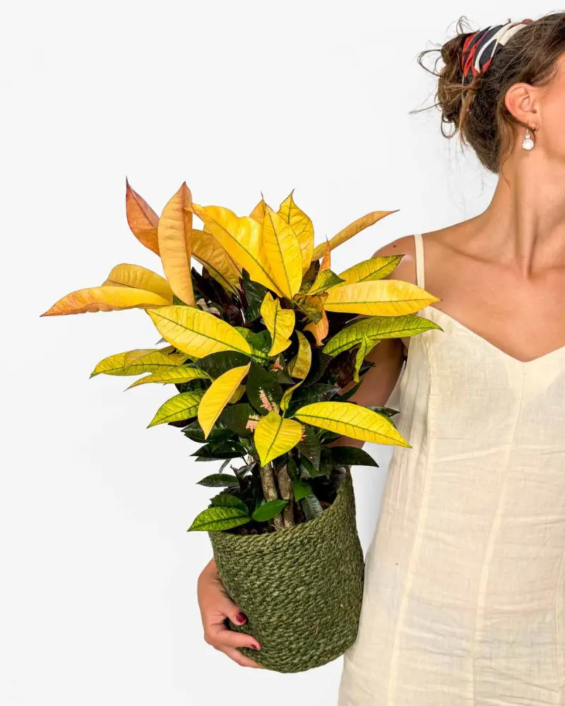 Kroton 'Mrs Iceton' (Codiaeum) (L)