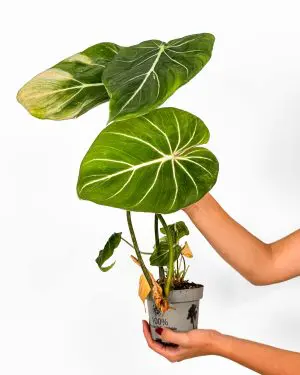 Filodendron gloriosum 'ZACHRAŇ MĚ' (Philodendron) (M)