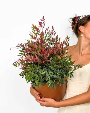 Nandina domácí 'Obsessed' (Nandina domestica) (L)