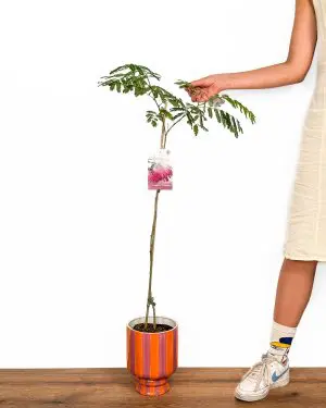 Albízie růžová (Albizia julibrissin) (L)