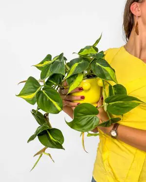 Filodendron 'Brasil' (Philodendron scandens) (M)