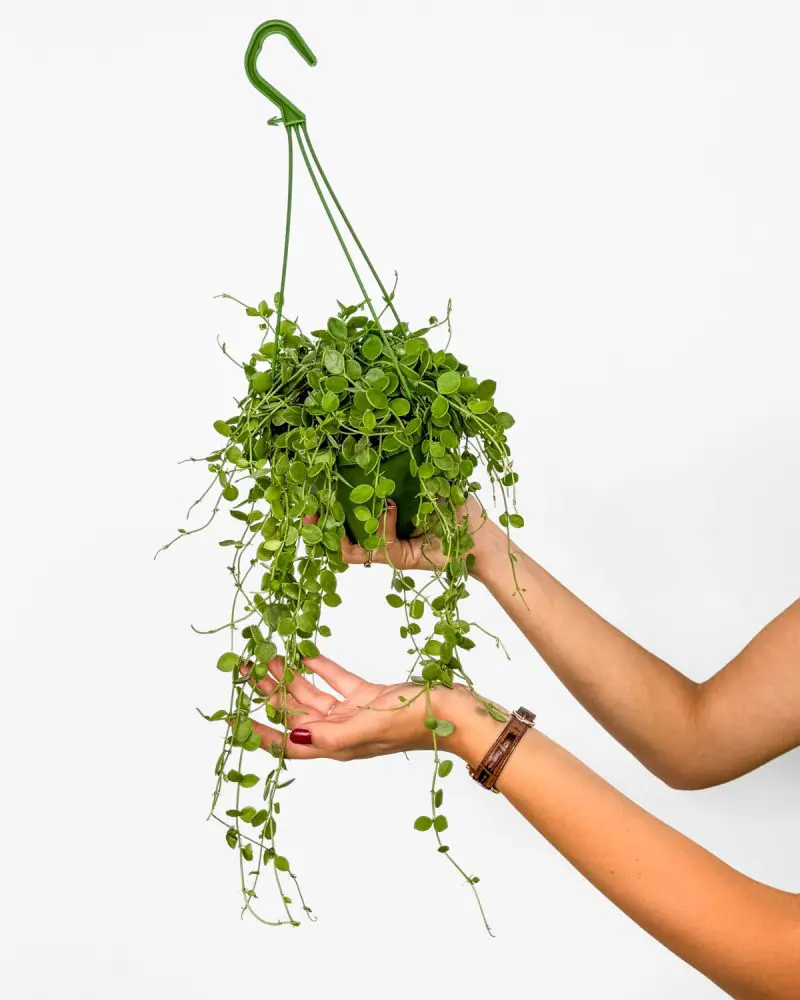 String of nickels (Dischidia nummularia) (M)