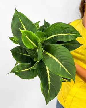 Difenbachie 'Green Magic' (Dieffenbachia) (M)