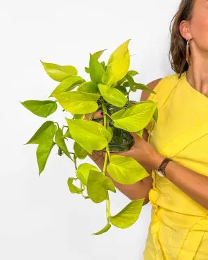 Neon potos (Epipremnum pinnatum) (M)
