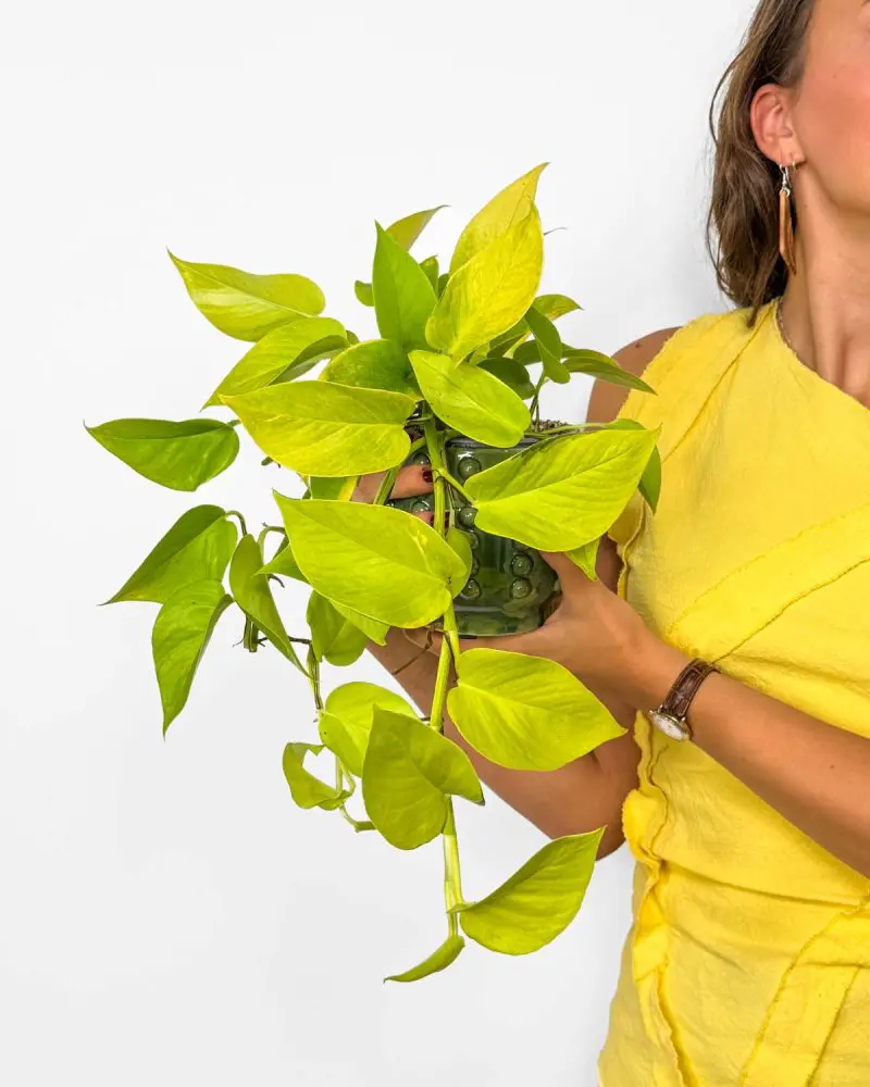 Neon potos (Epipremnum pinnatum) (M)