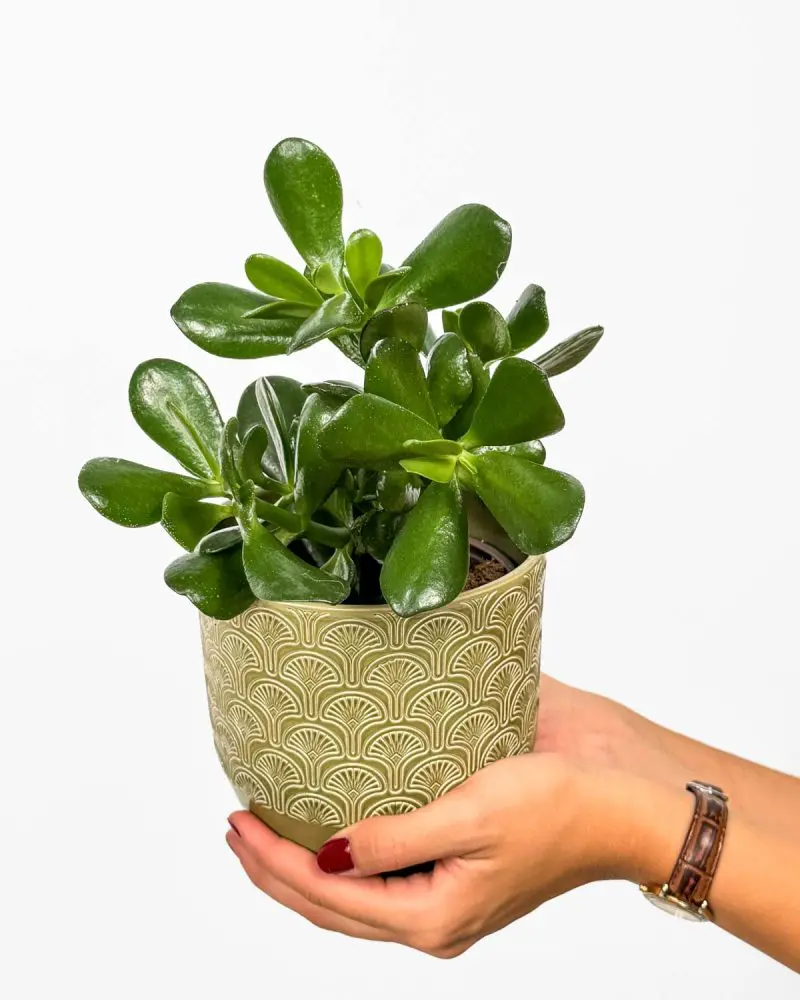 Jade plant (Crassula ovata) (M)