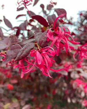 Vilín čínský 'Fire Dance' (Loropetalum chinense) (L)