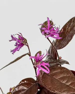 Vilín čínský 'Fire Dance' (Loropetalum chinense) (L)