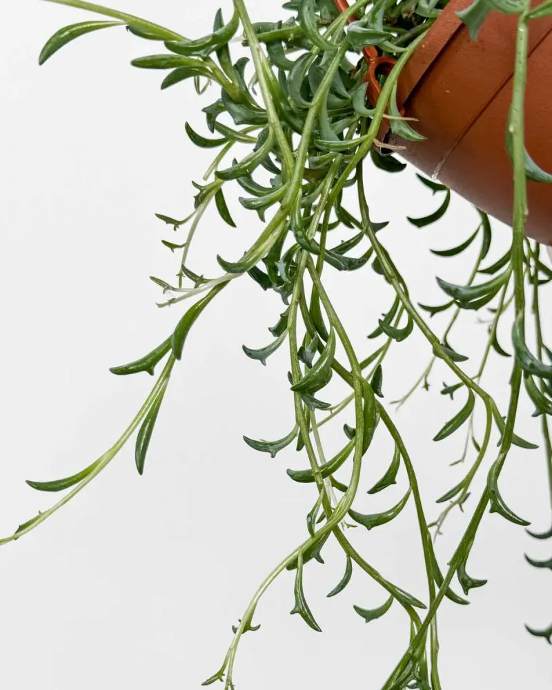 String of Dolphins (Senecio peregrinus) (M)