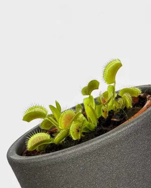 Mucholapka podivná (Dionaea muscipula) (S)