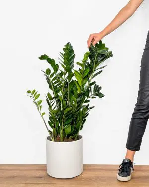 Zamiokulkas (Zamioculcas zamiifolia) (XL)