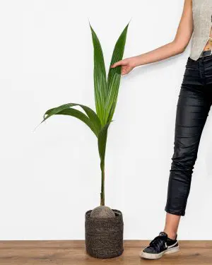 Kokosová palma (Cocos nucifera) (XL)