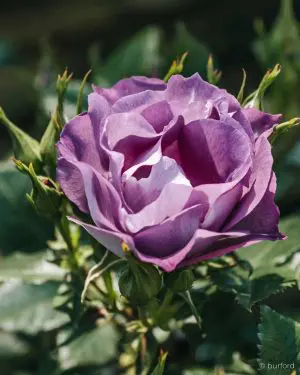 Růže mnohokvětá 'Blue For You' (Rosa) (M)