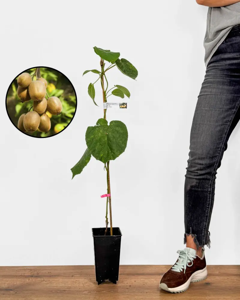 Sazenice Velkoplodé kiwi 'Hayward' (Actinidia deliciosa) (M)