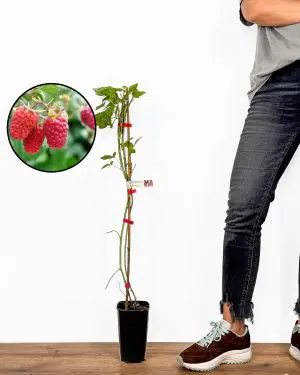 Sazenice červené maliny 'Amira' (Rubus idaeus) (M)