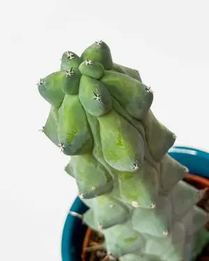 Boobie kaktus (Myrtillocactus geometrizans 'Fukurokuryuzinboku') (S)