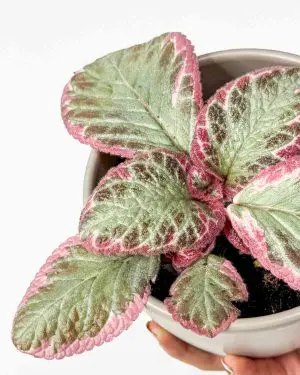 Episcie 'Cleopatra' (Episcia) (M)