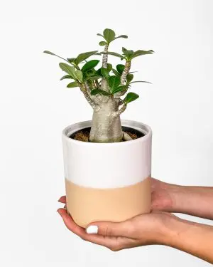 Pouštní růže (Adenium obesum 'Baobab') (M)