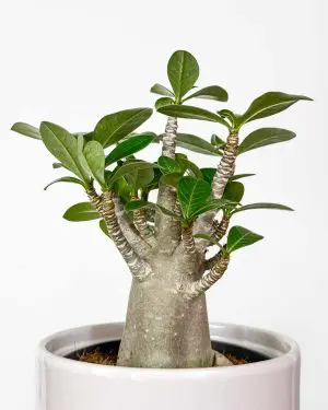 Pouštní růže (Adenium obesum 'Baobab') (M)