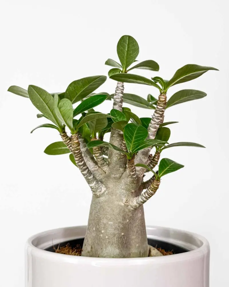 Pouštní růže (Adenium obesum 'Baobab') (M)