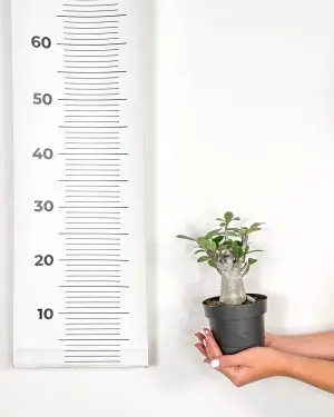 Pouštní růže (Adenium obesum 'Baobab') (M)