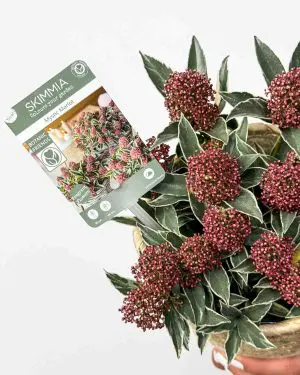 Skimie japonská 'Mystic Marlot' (Skimmia japonica) (M)