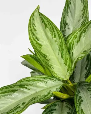 Aglaonema 'Silver Bay' (Aglaonema) (L)