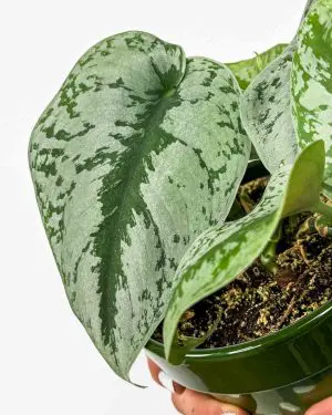 Satin potos 'Trebie' (Scindapsus pictus) (M)