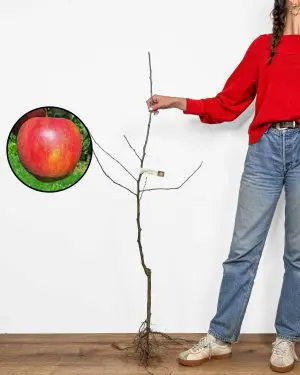 Sazenice Jabloně 'Jonagold' (Malus domestica)