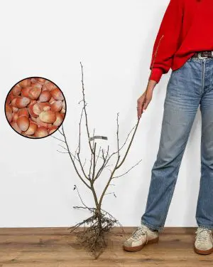 Sazenice Líska obecná ‘Istrská dlouhoplodá’ (Corylus avellana)