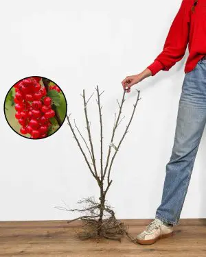 Sazenice Červený rybíz 'Jonkheer Van Tets' (Ribes rubrum)