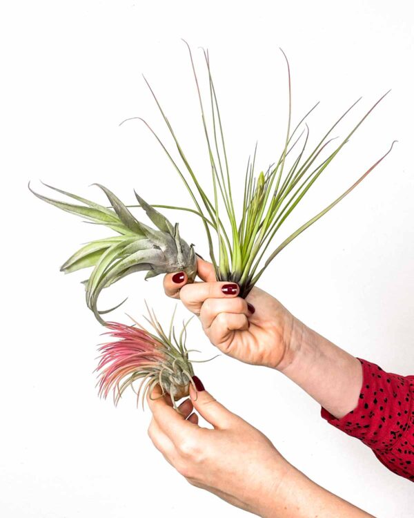 Tillandsia MIX (3 rostliny)