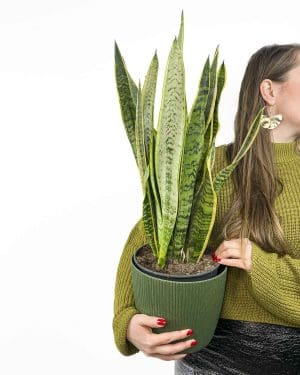 Tchýnin jazyk ''Laurentii' (Sansevieria trifasciata) (L)