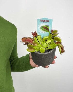 Mucholapka podivná (Dionaea muscipula) (S)